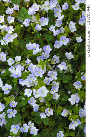 Small decorative flowers between young green grass for vertical story Small decorative flowers between young green grass for vertical story 139700946