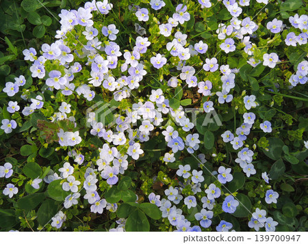 Beautiful Low Growing Flowers Intertwined With Green Lawn Grass Beautiful Low Growing Flowers Intertwined With Green Lawn Grass 139700947