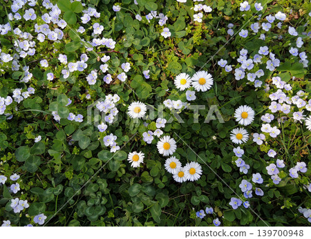 Pattern of small wildflowers and climbing plants top point of view Pattern of small wildflowers and climbing plants top point of view 139700948