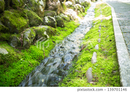 長滿苔蘚的路徑 長滿苔蘚的路徑 139701146