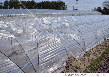 Vinyl tunnel cultivation Vinyl tunnel cultivation 139701182