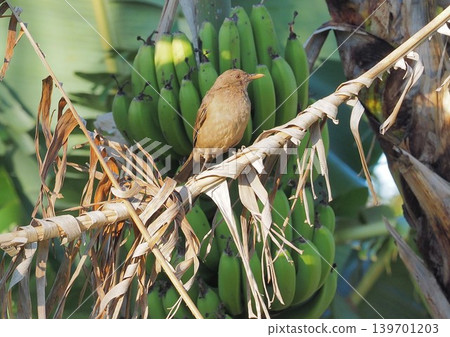 A buffalo thrush perched on a banana tree in Costa Rica. A buffalo thrush perched on a banana tree in Costa Rica. 139701203