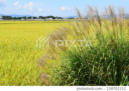 芒草秋景 139701212