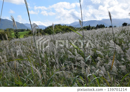 芒草秋景 芒草秋景 139701214