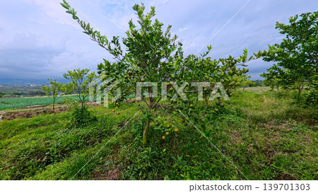 Fresh green oranges growing on a tree branch in a local citrus plantation. 139701303
