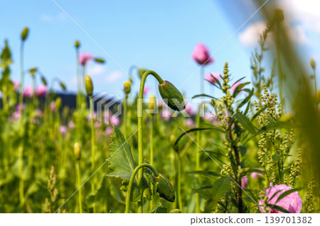 Low angle view of pink poppy flowers and green buds growing in a field under a bright blue sky. Airy summer wildflower landscape with copy space. 139701382
