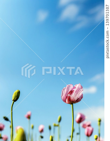 Low angle close up of delicate pink poppy flowers and unopened buds growing in a field against a bright blue sky. Copy space, selective focus Low angle close up of delicate pink poppy flowers and unopened buds growing in a field against a bright blue sky. Copy space, selective focus 139701387
