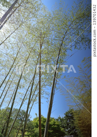 ◇好古園(正式名稱:好古園,姬路城西宅邸舊址)/兵庫縣姬路市 ◇好古園(正式名稱:好古園,姬路城西宅邸舊址)/兵庫縣姬路市 139701432