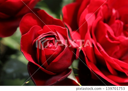 Roses of early summer Roses of early summer 139701753