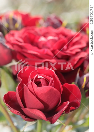 Roses of early summer 139701754