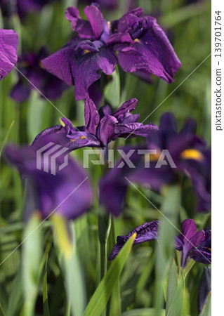 鳶尾花 139701764