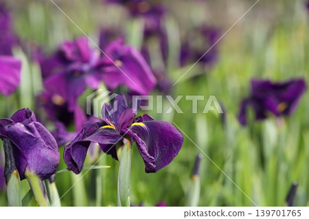 鳶尾花 鳶尾花 139701765