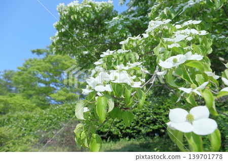 Yamaboshi and fresh green 139701778