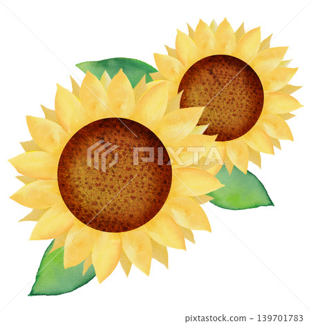 一幅大型水彩向日葵插圖。 一幅大型水彩向日葵插圖。 139701783