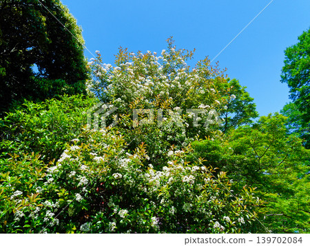 常綠小喬木,薔薇科,光葉石楠(Photinia glabra) 常綠小喬木,薔薇科,光葉石楠(Photinia glabra) 139702084