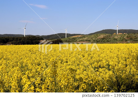 A carpet of rapeseed flowers in Yokohama Town, Aomori Prefecture (Mutsu-Yokohama) A carpet of rapeseed flowers in Yokohama Town, Aomori Prefecture (Mutsu-Yokohama) 139702125