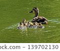A mother and her ducklings swimming in a pond 139702130