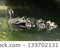 A mother and her ducklings swimming in a pond 139702131