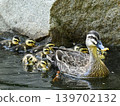 A mother and her ducklings swimming in a pond 139702132
