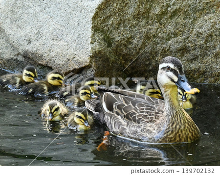 A mother and her ducklings swimming in a pond A mother and her ducklings swimming in a pond 139702132