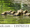 Baby duck swimming in the pond 139702133