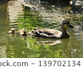 A mother and her ducklings swimming in a pond 139702134