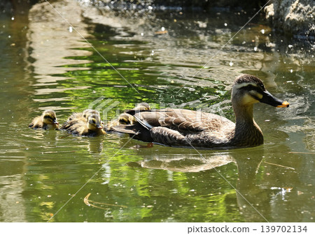 A mother and her ducklings swimming in a pond 139702134