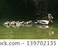 A mother and her ducklings swimming in a pond 139702135