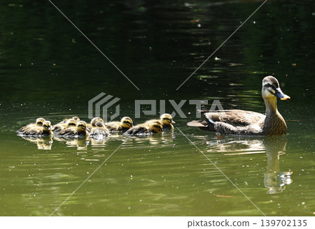 A mother and her ducklings swimming in a pond A mother and her ducklings swimming in a pond 139702135