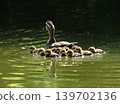 A mother and her ducklings swimming in a pond 139702136