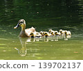 A mother and her ducklings swimming in a pond 139702137