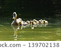 A mother and her ducklings swimming in a pond 139702138