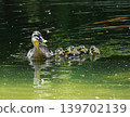A mother and her ducklings swimming in a pond 139702139