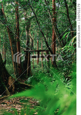 The torii gate of the Ushidoko Guardhouse appears in the deep green forest of Yakushima. The torii gate of the Ushidoko Guardhouse appears in the deep green forest of Yakushima. 139702279