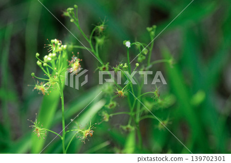 carnivorous plant carnivorous plant 139702301