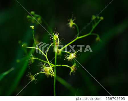 carnivorous plant carnivorous plant 139702303