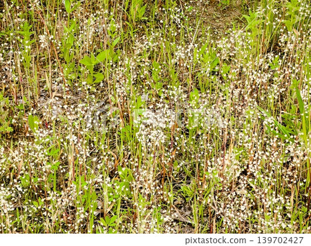 Prairie landscape 139702427