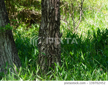 Foraging of Kogera ♀ 139702452