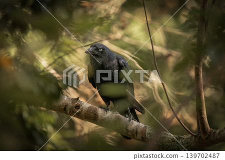 Torresian Crow Torresian Crow 139702487