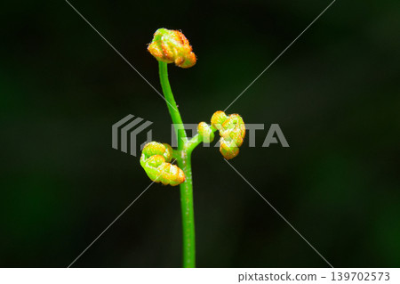 蕨菜的新芽 139702573