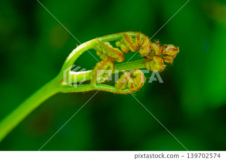 蕨菜的新芽 蕨菜的新芽 139702574