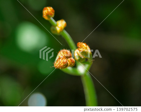 Sprouts of fern Bracken Sprouts of fern Bracken 139702575