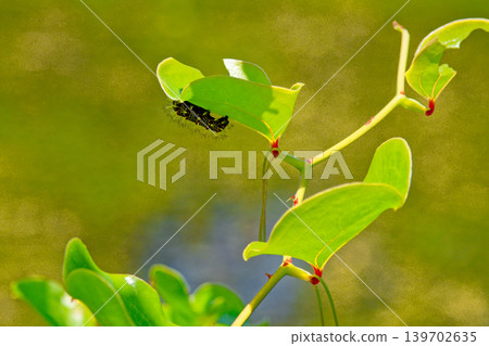 Overwintering butterfly larva of the Blue Admiral butterfly 139702635