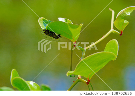 Overwintering butterfly larva of the Blue Admiral butterfly 139702636