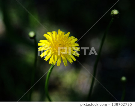 菊科植物,黃色花朵,學名:Hypochaeris radicata 菊科植物,黃色花朵,學名:Hypochaeris radicata 139702750