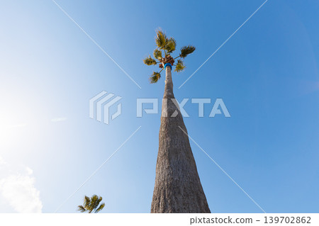 Palm trees on Eijima Beach (Akashi City, Hyogo Prefecture) Palm trees on Eijima Beach (Akashi City, Hyogo Prefecture) 139702862