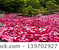 Peonies fill the pond in this Japanese garden (Yushien Garden). 139702927