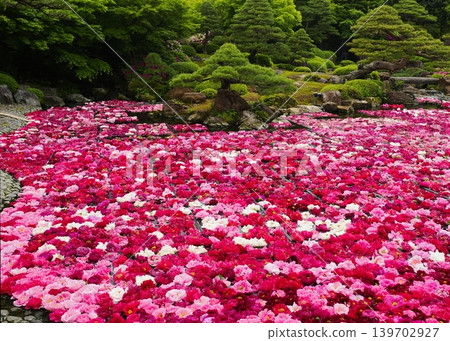 Peonies fill the pond in this Japanese garden (Yushien Garden). Peonies fill the pond in this Japanese garden (Yushien Garden). 139702927