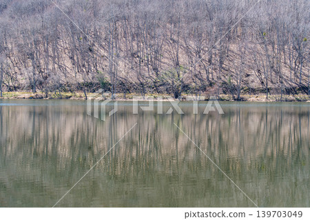 Forest that reflects 139703049
