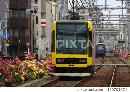 玫瑰盛開的都電荒川線 139703074